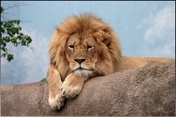 Lonely Lion