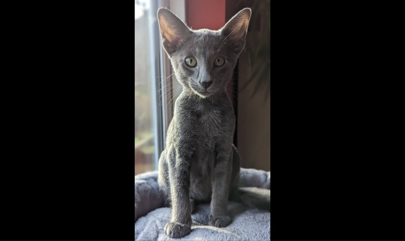 Taco, a grey siamese kitten