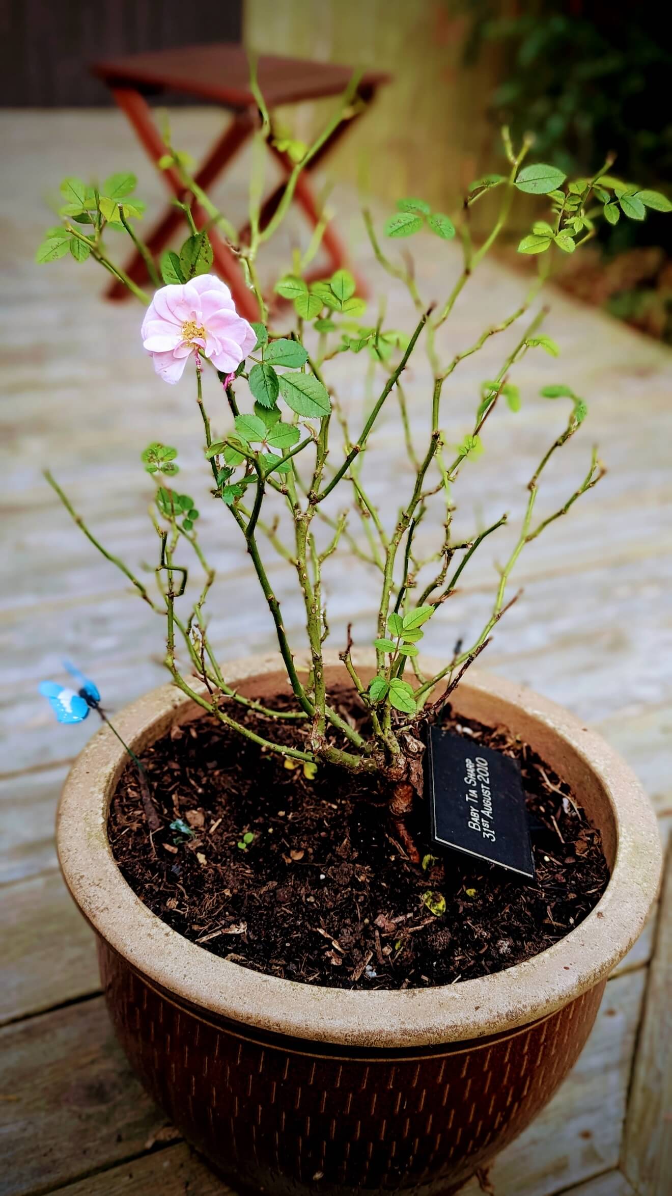 A single rose blooms with a small plaque with Tia's name